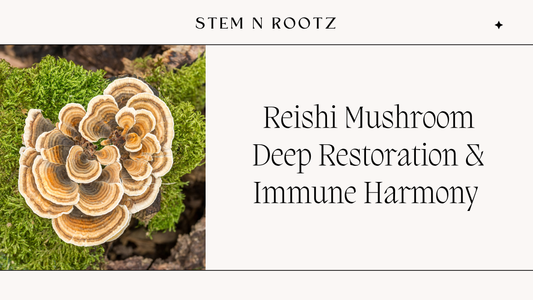 Reishi Mushroom: Deep Restoration & Immune Harmony