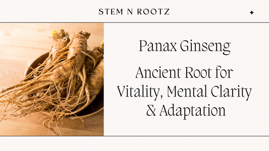 Panax Ginseng: Ancient Root for Vitality, Mental Clarity & Adaptation