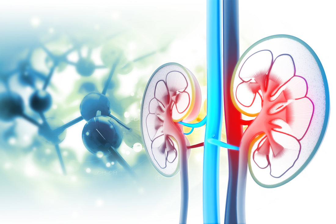 Understanding Diuretic Herbs and Their Impact on Kidney Health