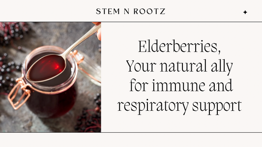 Elderberries Unveiled, Your Natural Ally for Immune and Respiratory Support