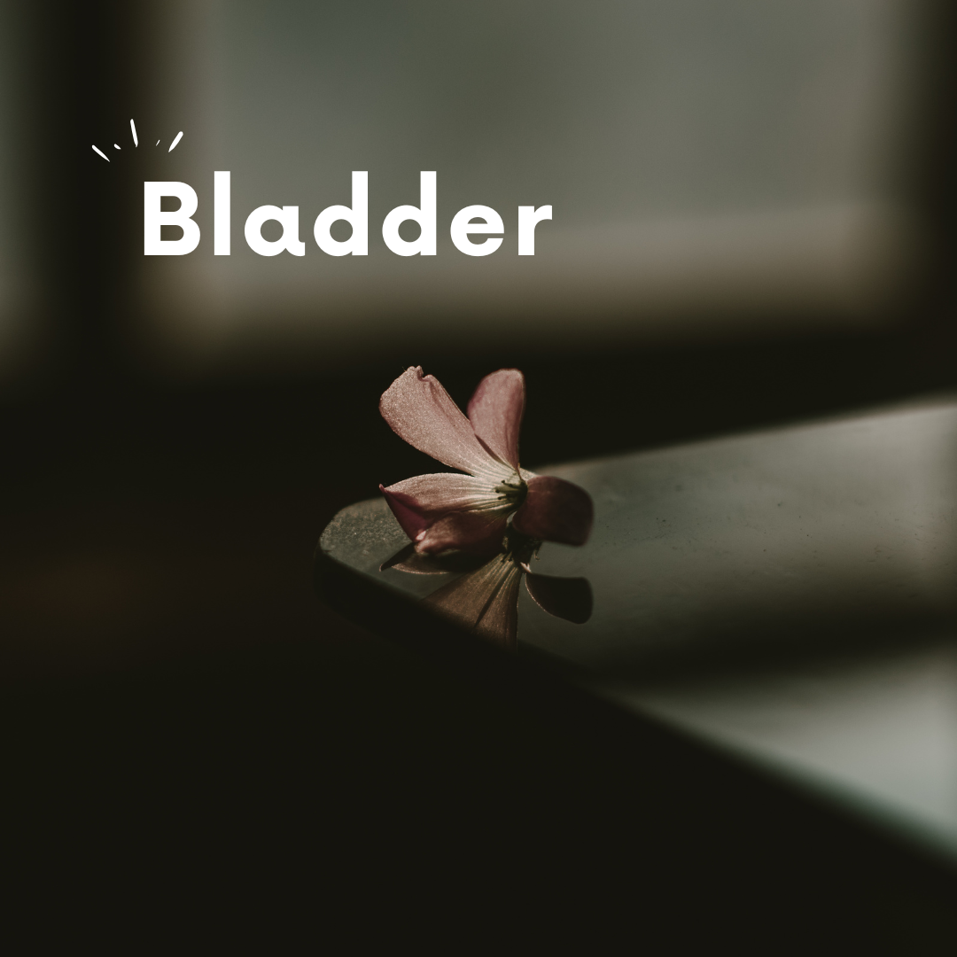 Bladder