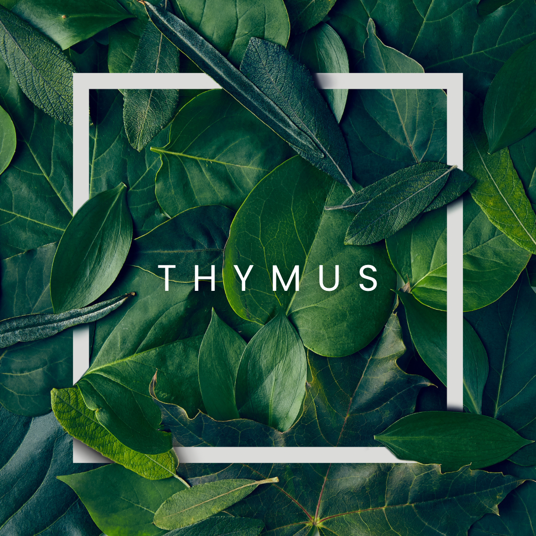 Thymus