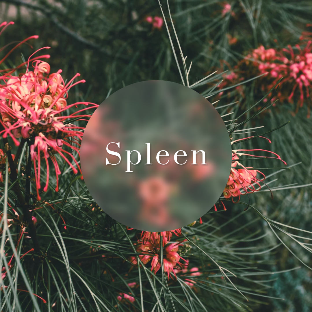 Spleen