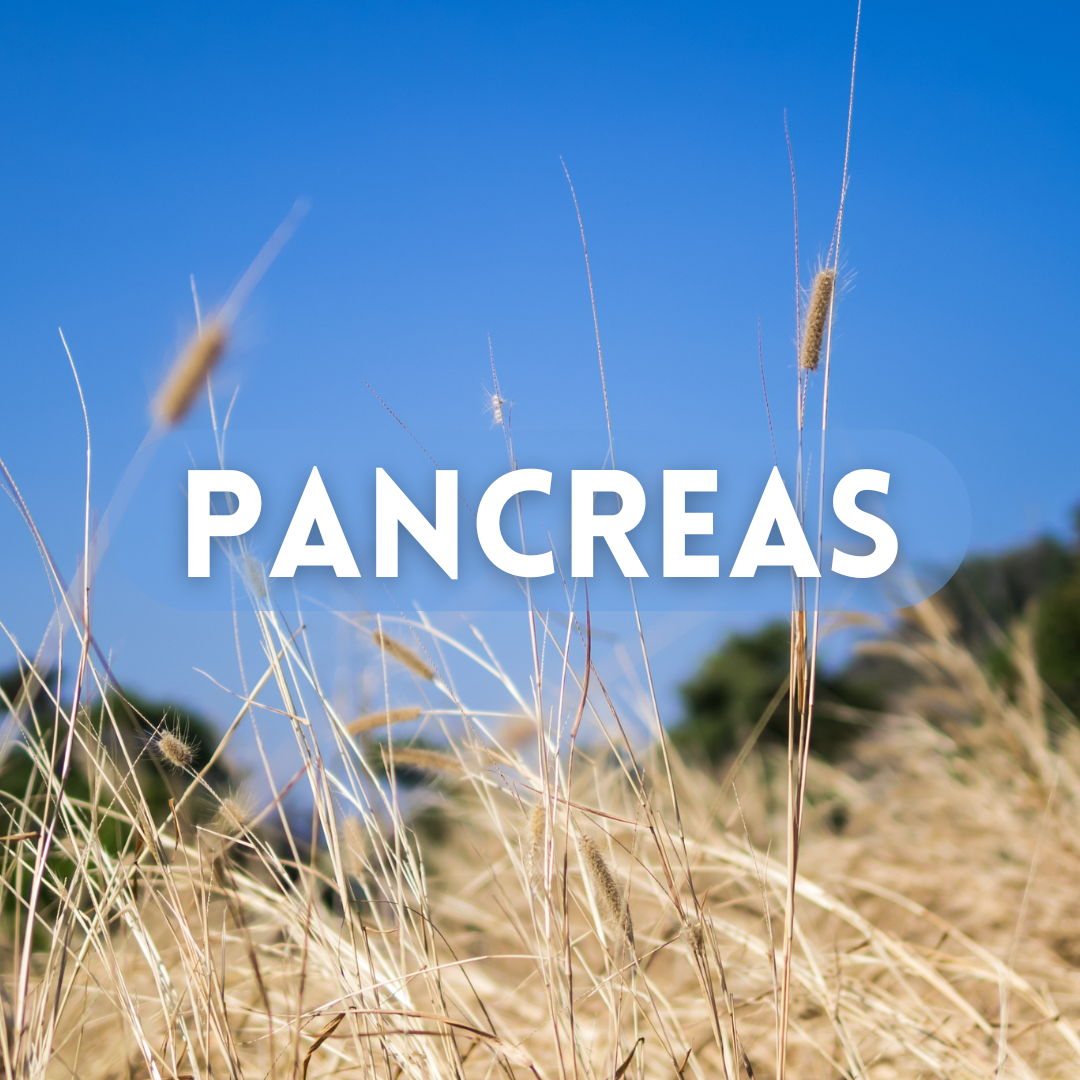 Pancreas
