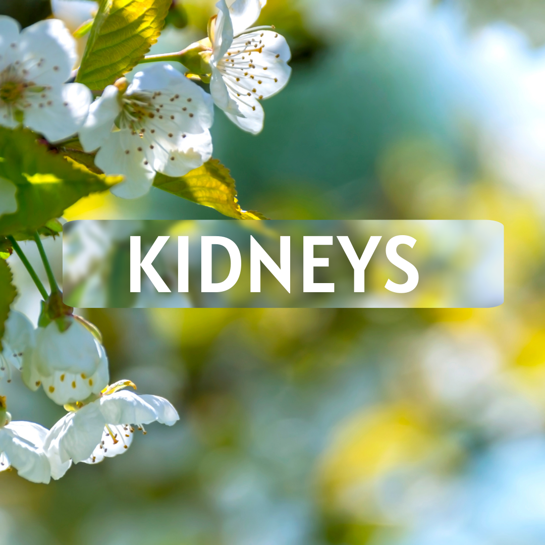 Kidney
