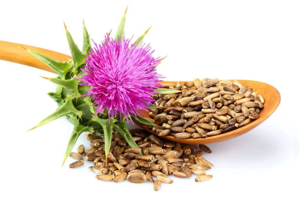 Milk Thistle Seeds 5oz