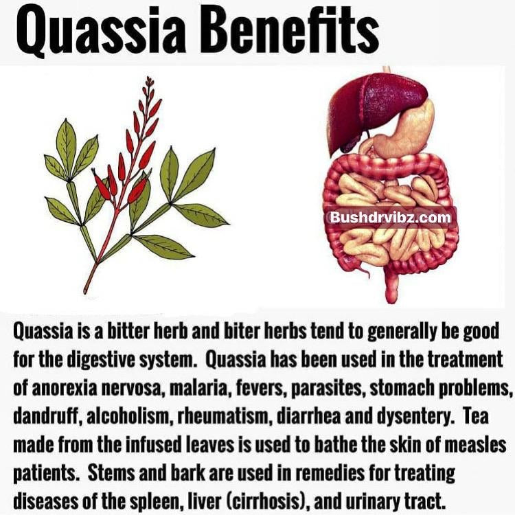 quassia bark (hombre grande) 2.5 oz
