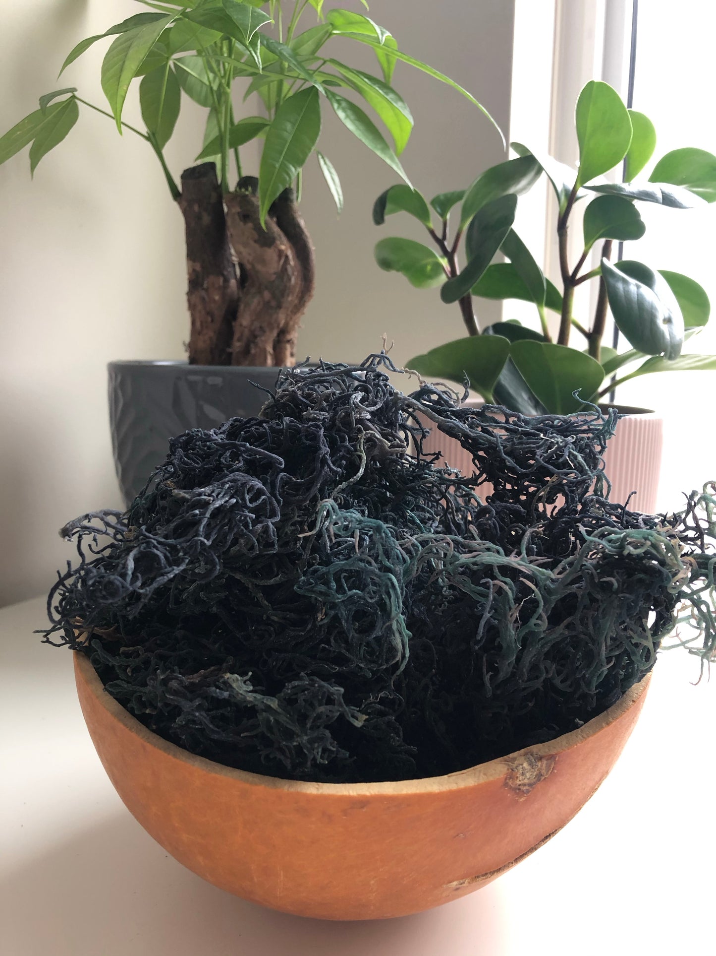 wildcrafted green sea moss 3oz