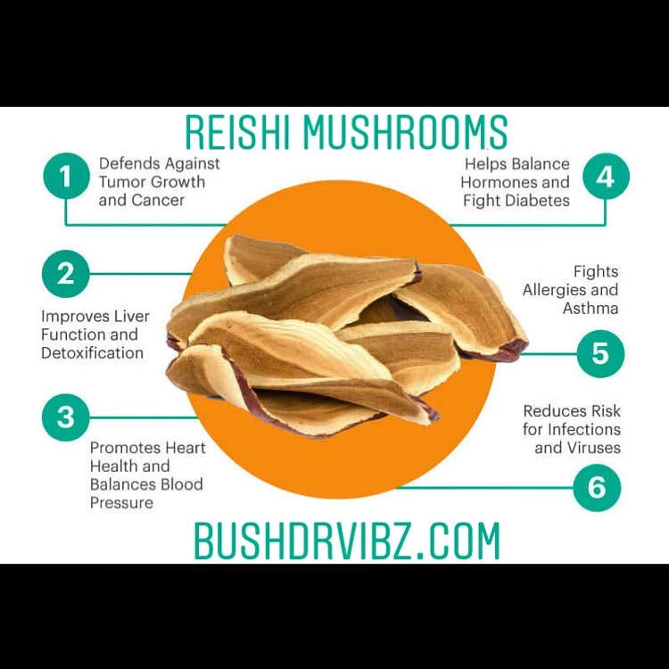 reishi mushrooms 1.5 oz