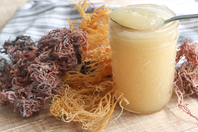 The Ultimate Guide to Making Raw Sea Moss Gel Without Cooking