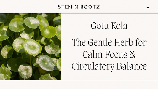 Gotu Kola: The Gentle Herb for Calm Focus & Circulatory Balance