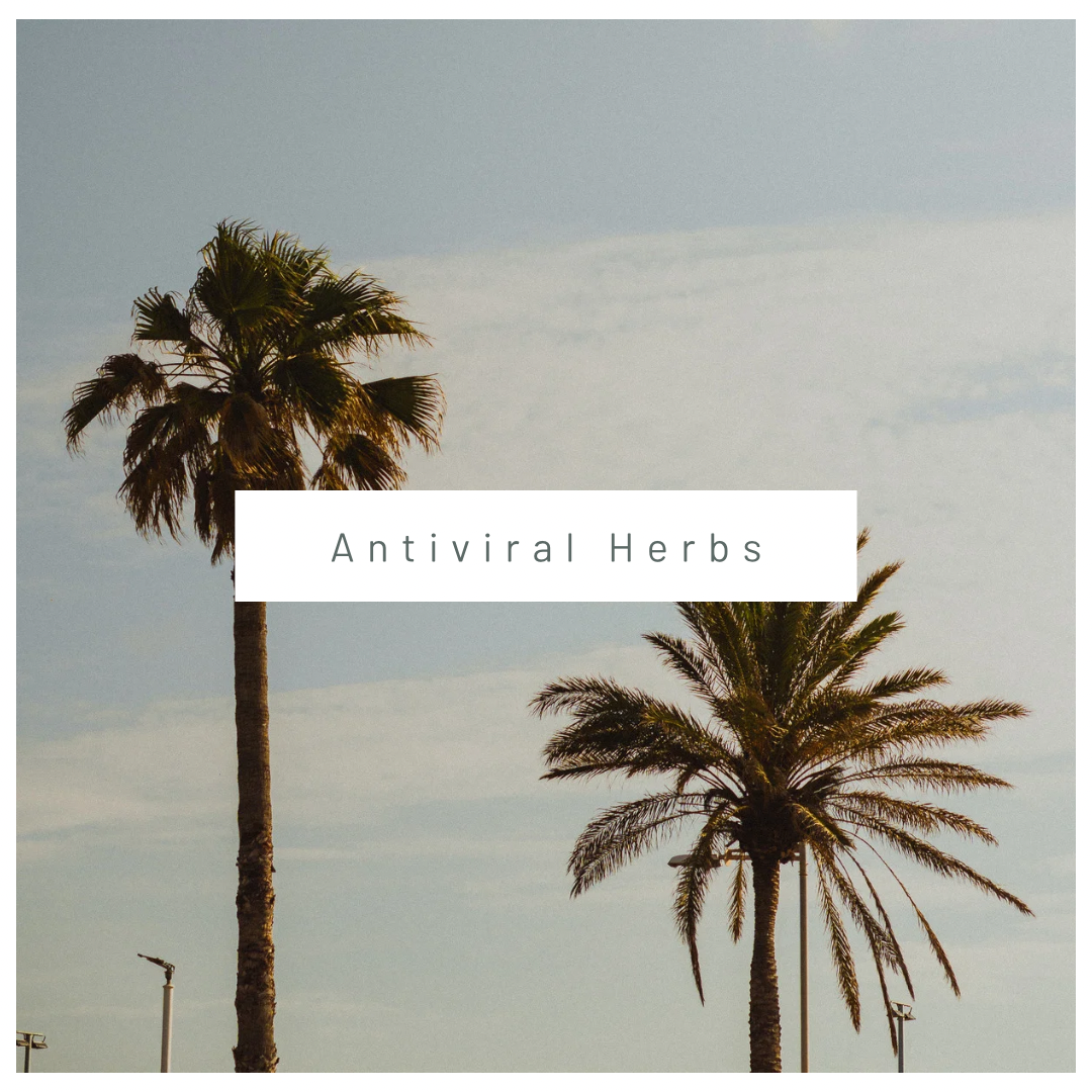 Antiviral Herbs