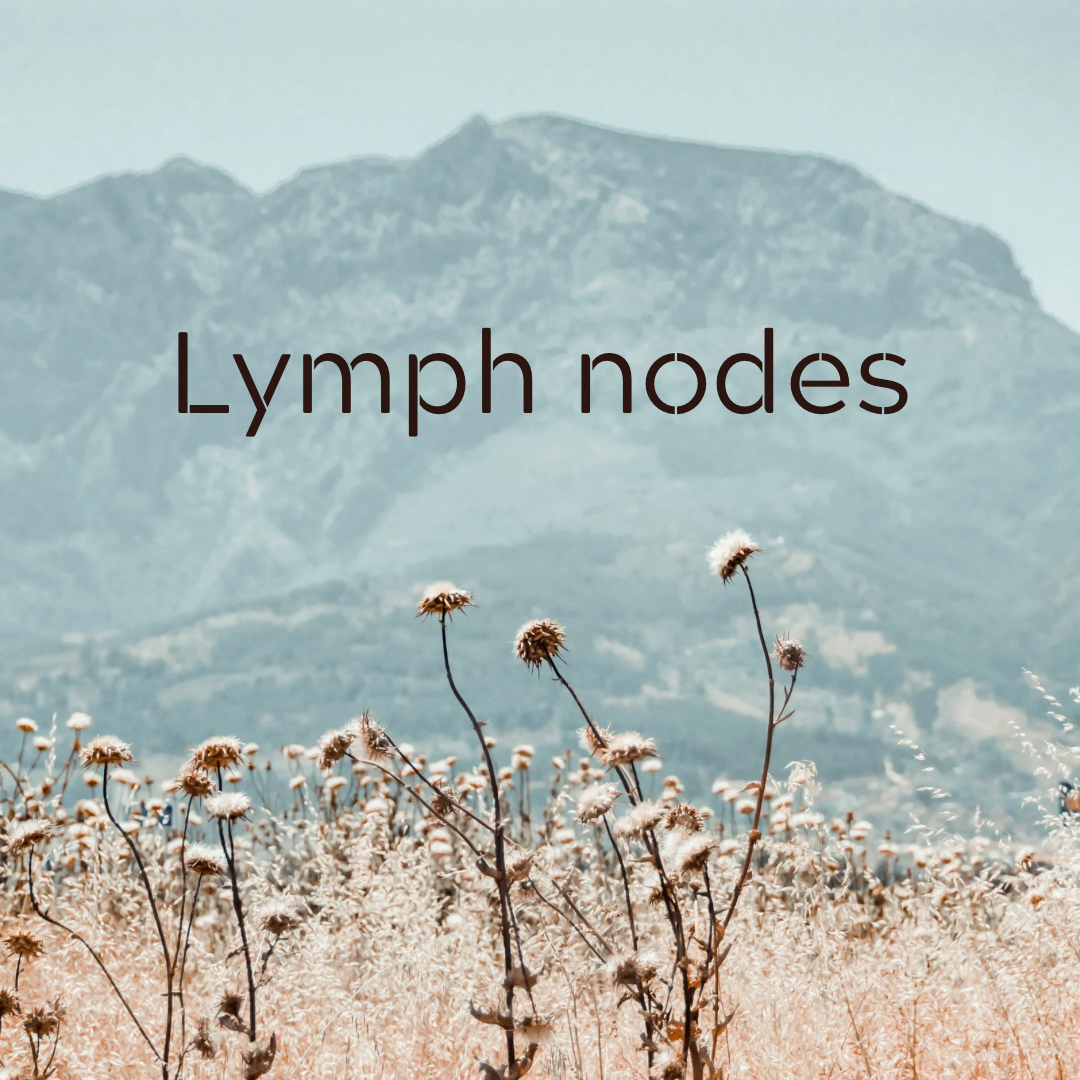 Lymph Nodes
