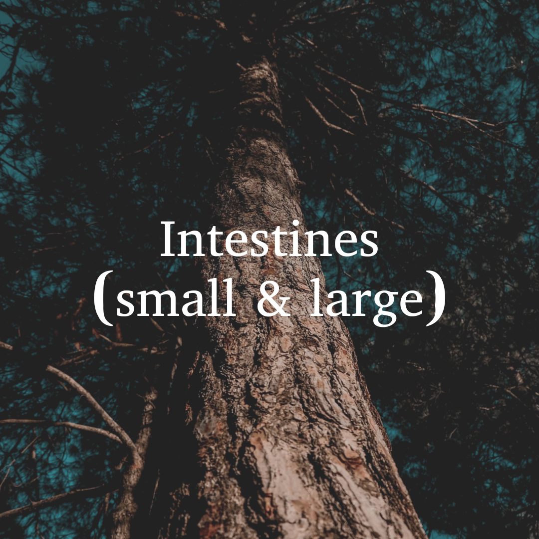 Intestines (Small and Large)