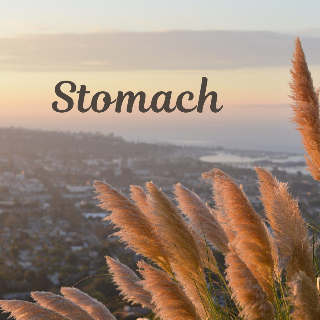 Stomach