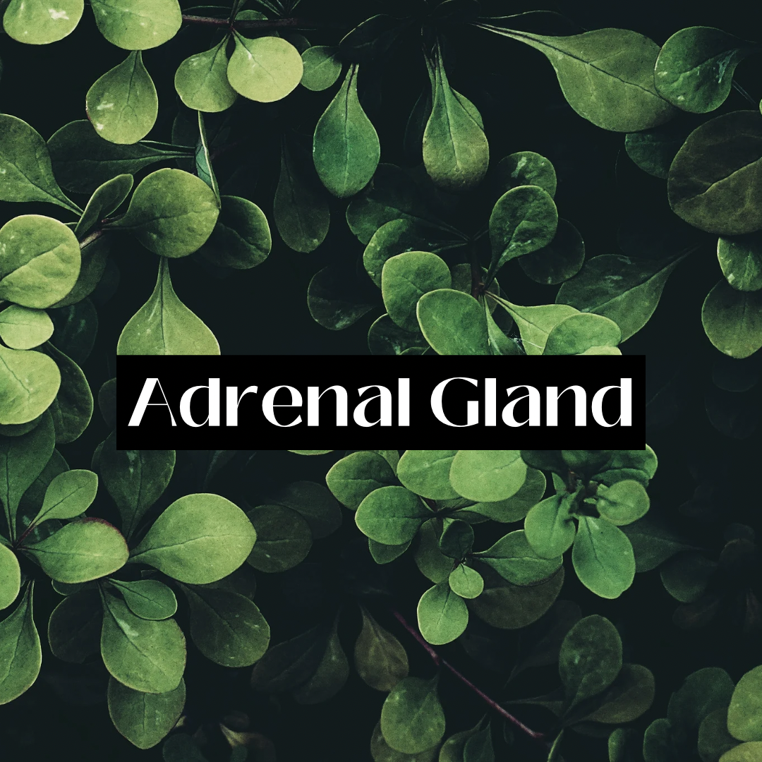 Adrenal Support