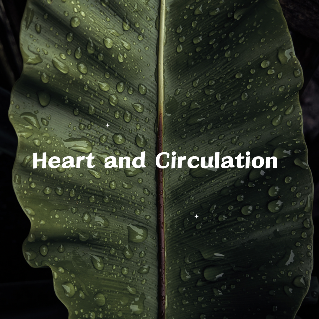 Heart and Circulation