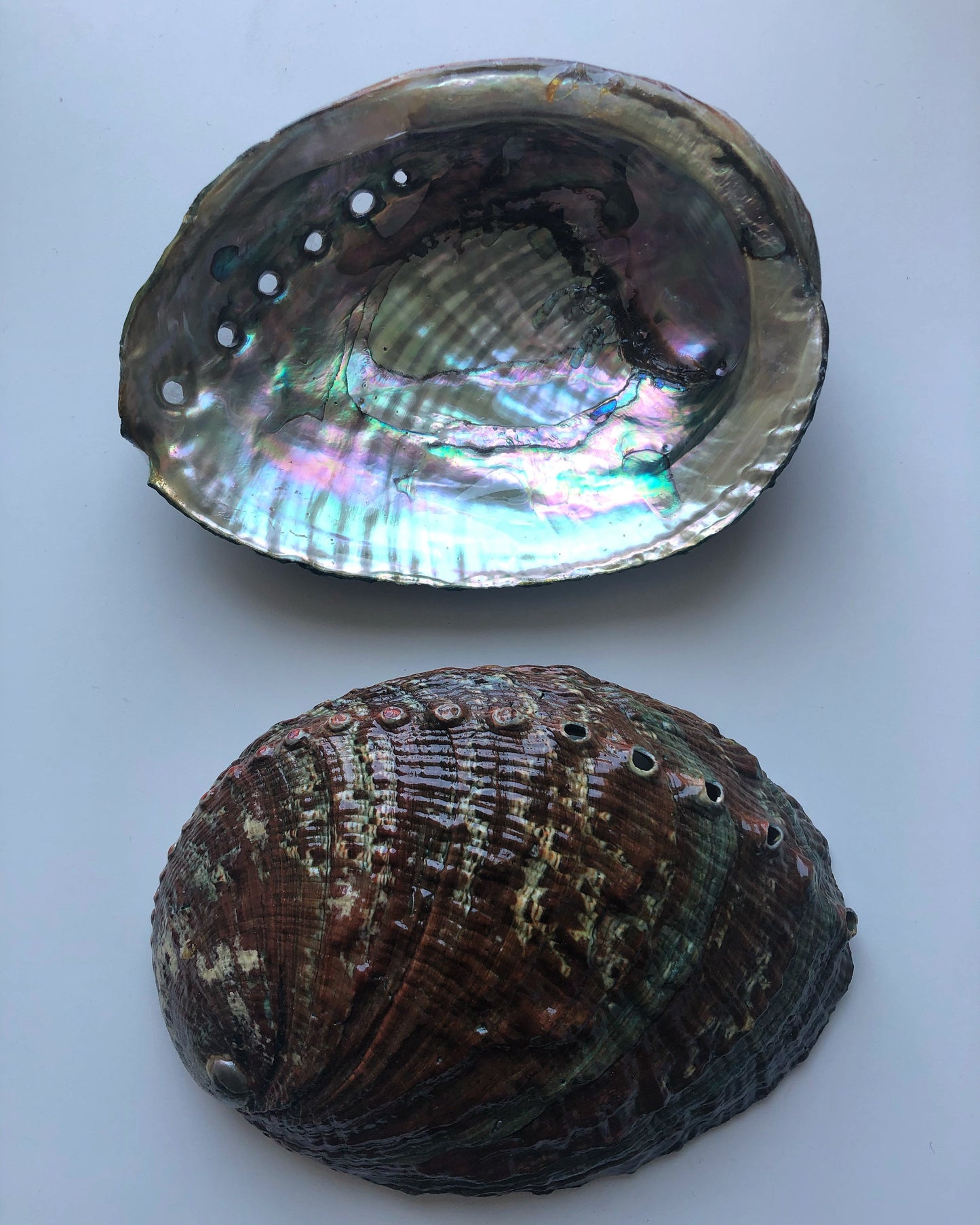 abalone shell