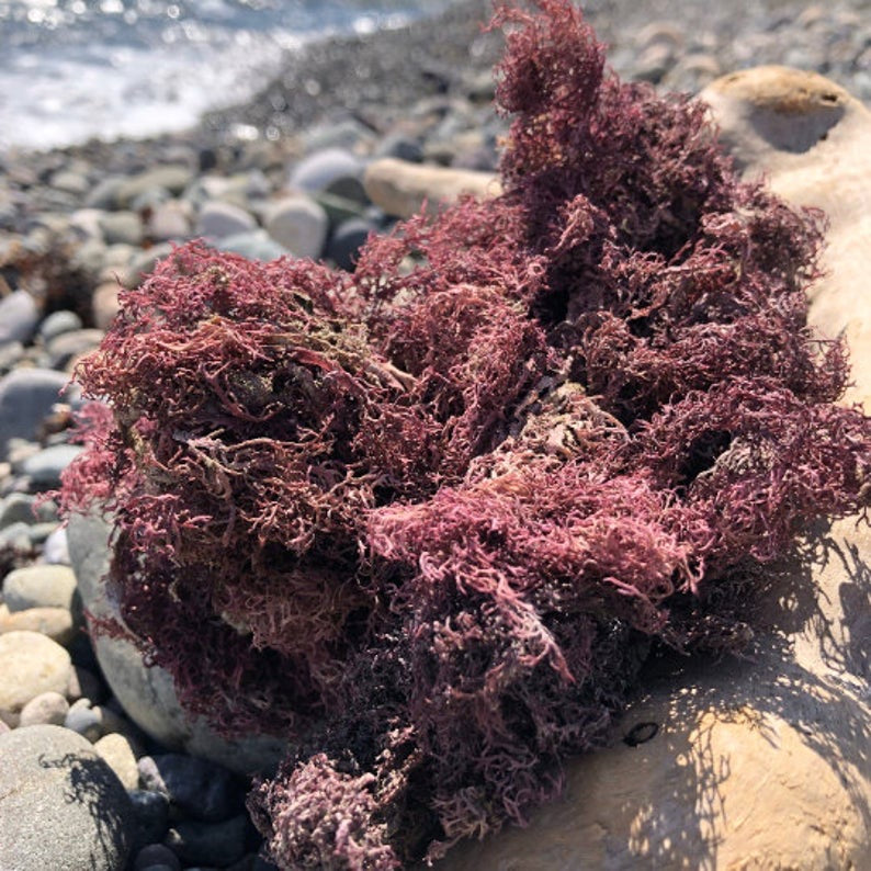 purple sea moss 3oz