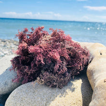 Load image into Gallery viewer, purple sea moss 3oz