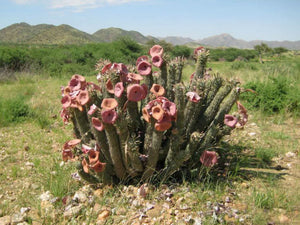 hoodia 30ml